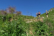22 Pulsatilla alpina sfiorita